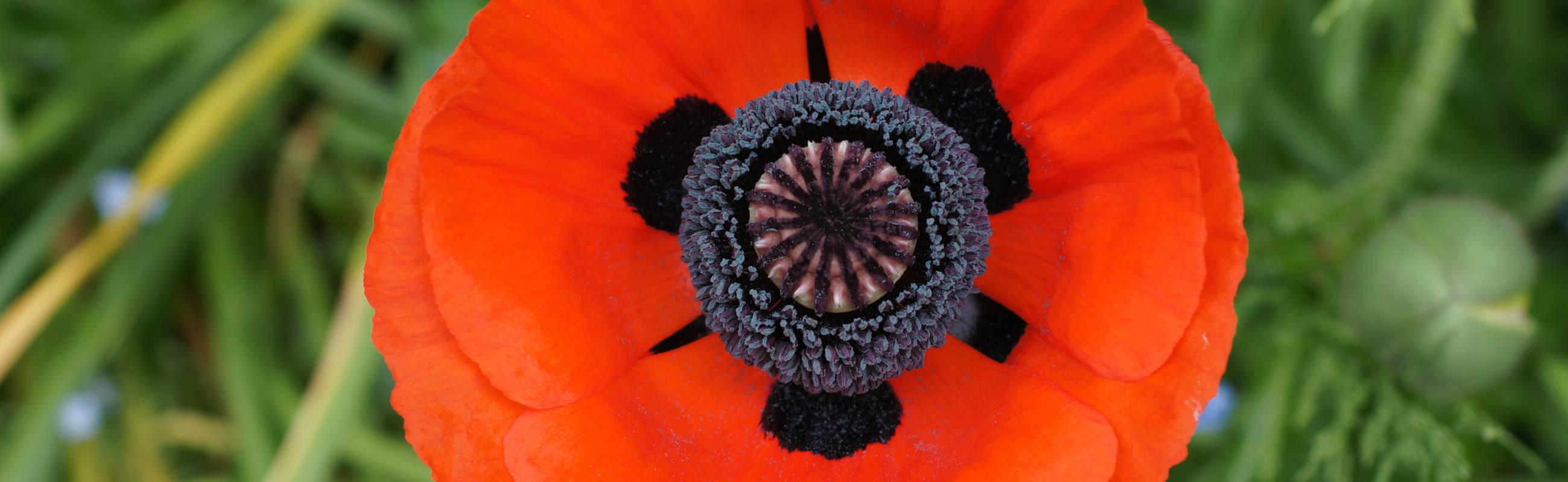 Hintergrundbild Mohn